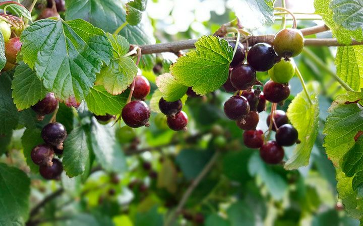  ������ ��������� 