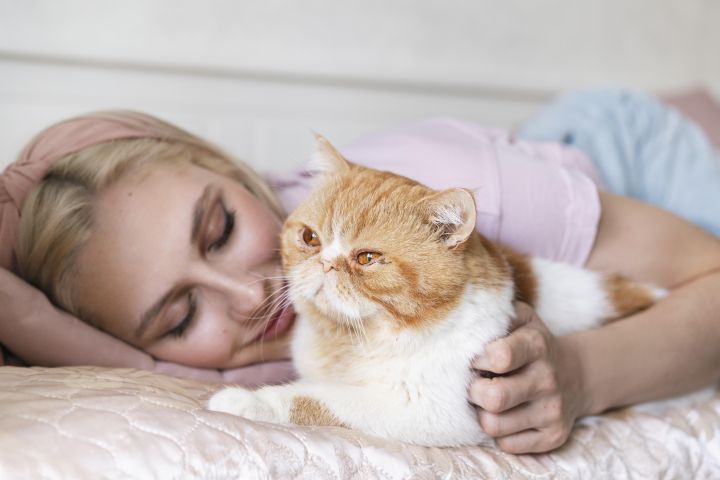 Кошки научились мяукать для людей?