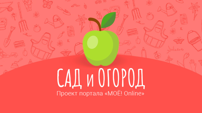 Хрущ атакует грядки: как защитить сад и огород от прожорливых личинок майского ж...