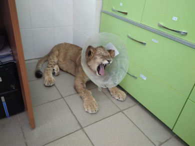 Воронежские ветеринары вернули зрение льву, спасённому из багажника автобуса