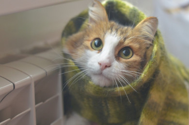 Стало известно, когда в Воронежской области включат отопление