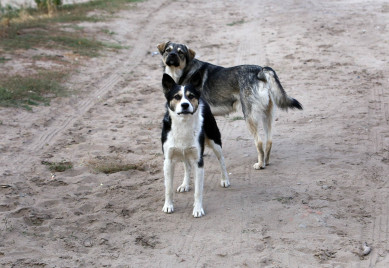 В Воронеже и области бродячие собаки покусали более 1 100 человек