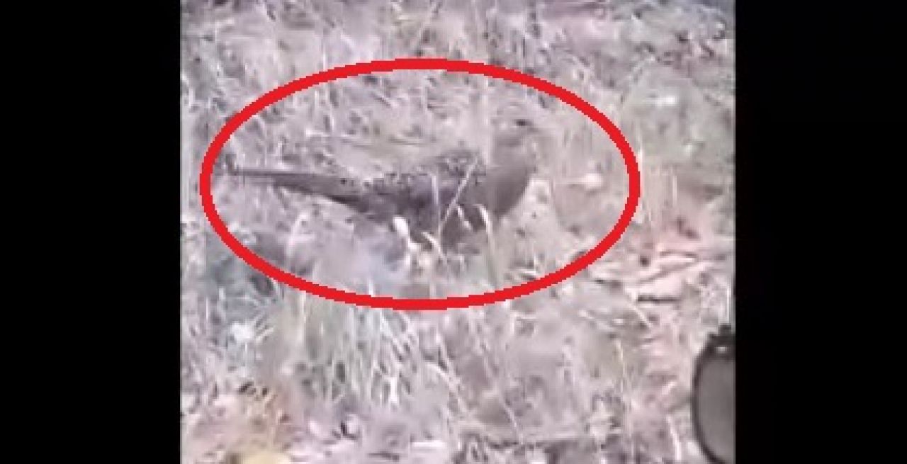 В Воронежском заповеднике впервые заметили фазана