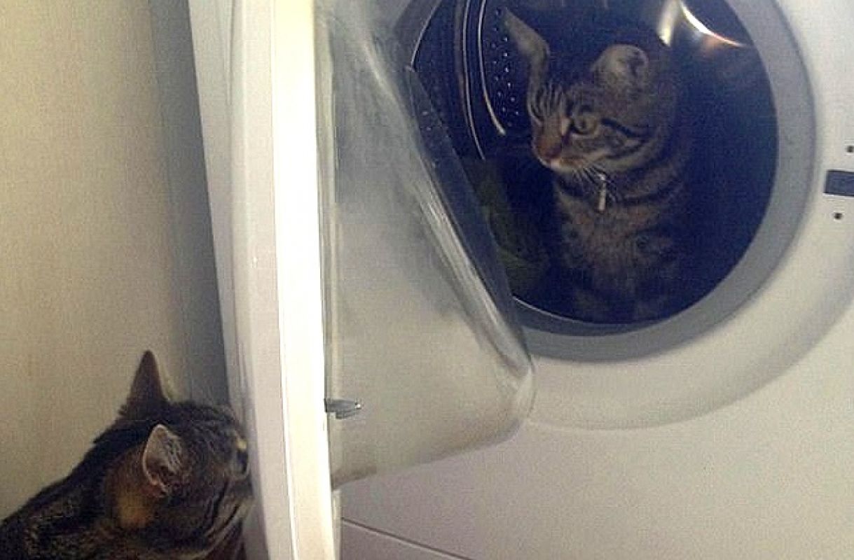 Утренний позитив: кот поругался с кошкой и закрыл её в стиральной машине