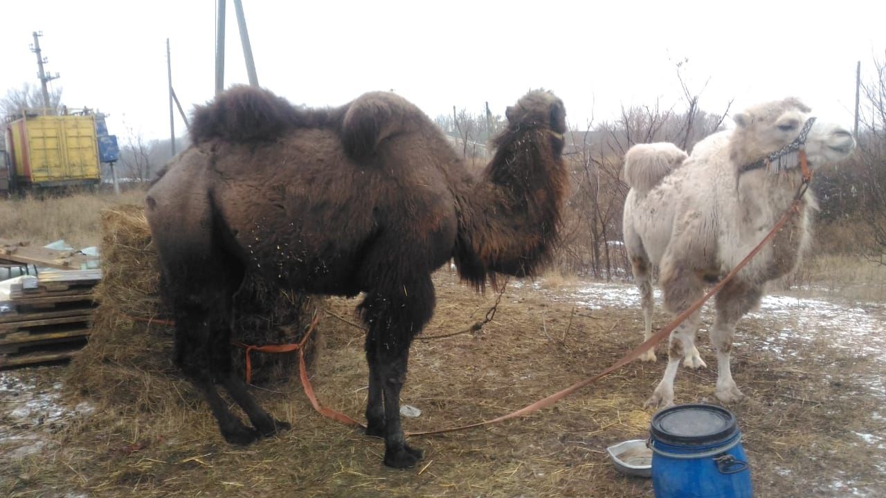 В Воронежской области трёх верблюдиц из цирка продают из-за пандемии