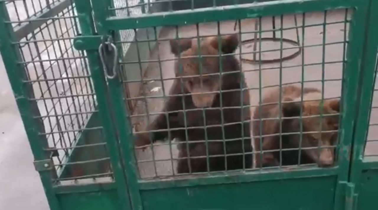Кадр из видео Юрия Шамарина с медвежатами