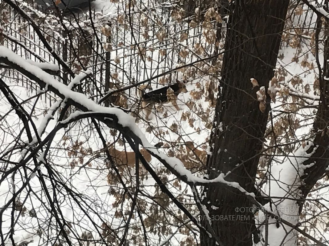 v voronezhe svora sobak napala na