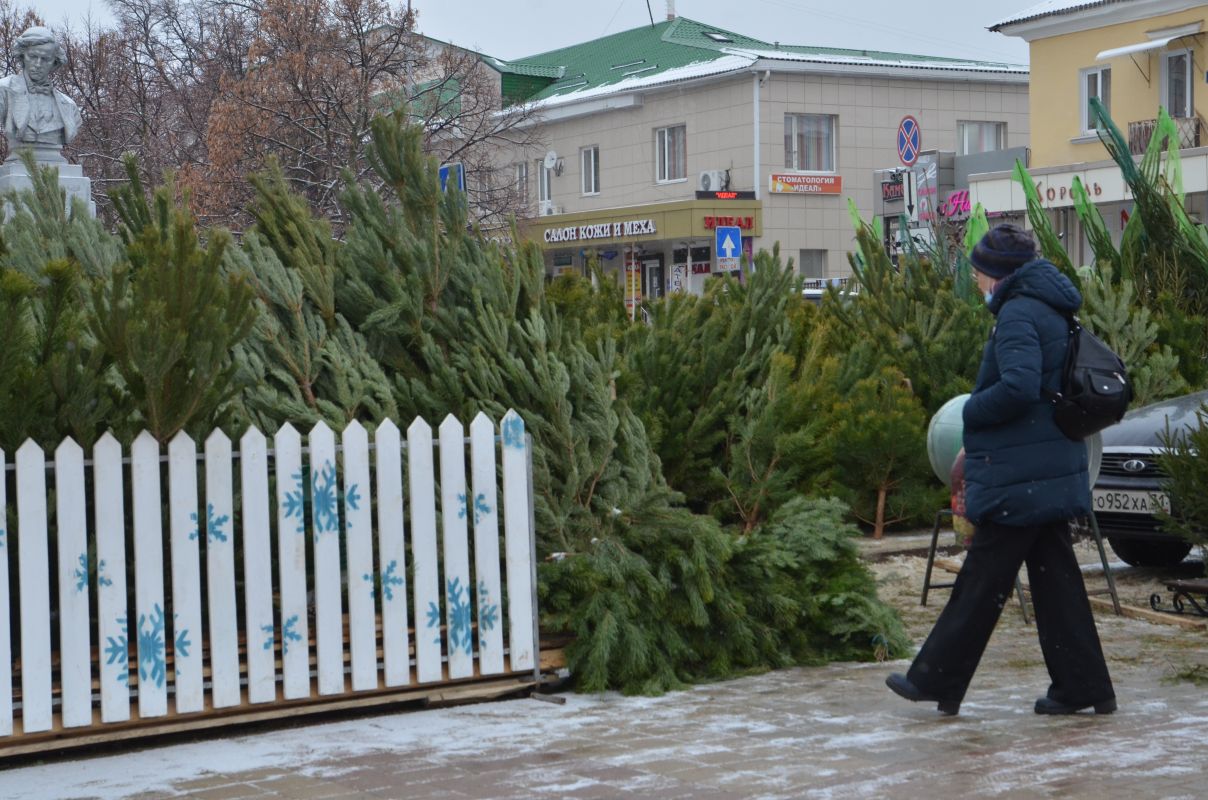 В Белгороде открылись ёлочные базары