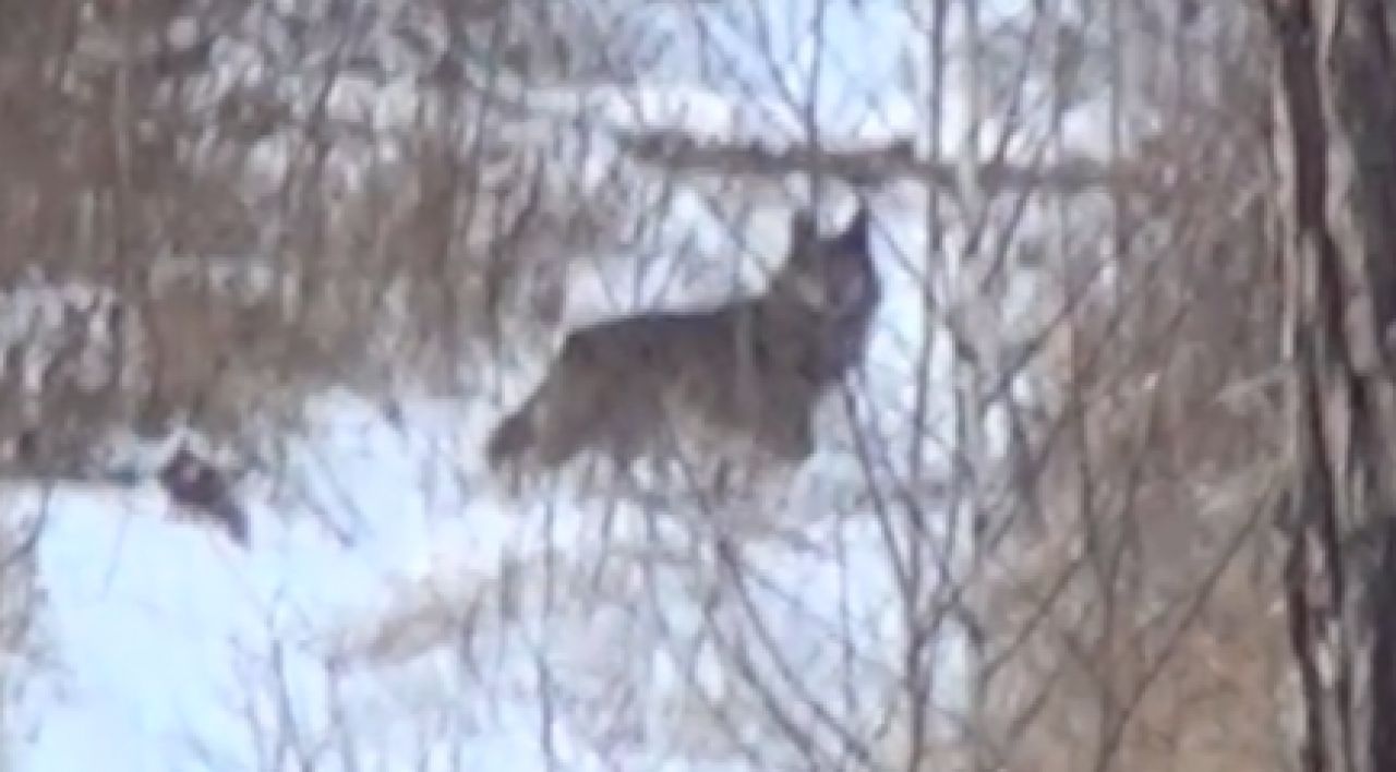 Воронежский заповедник показал видео прогулки волка в лесу