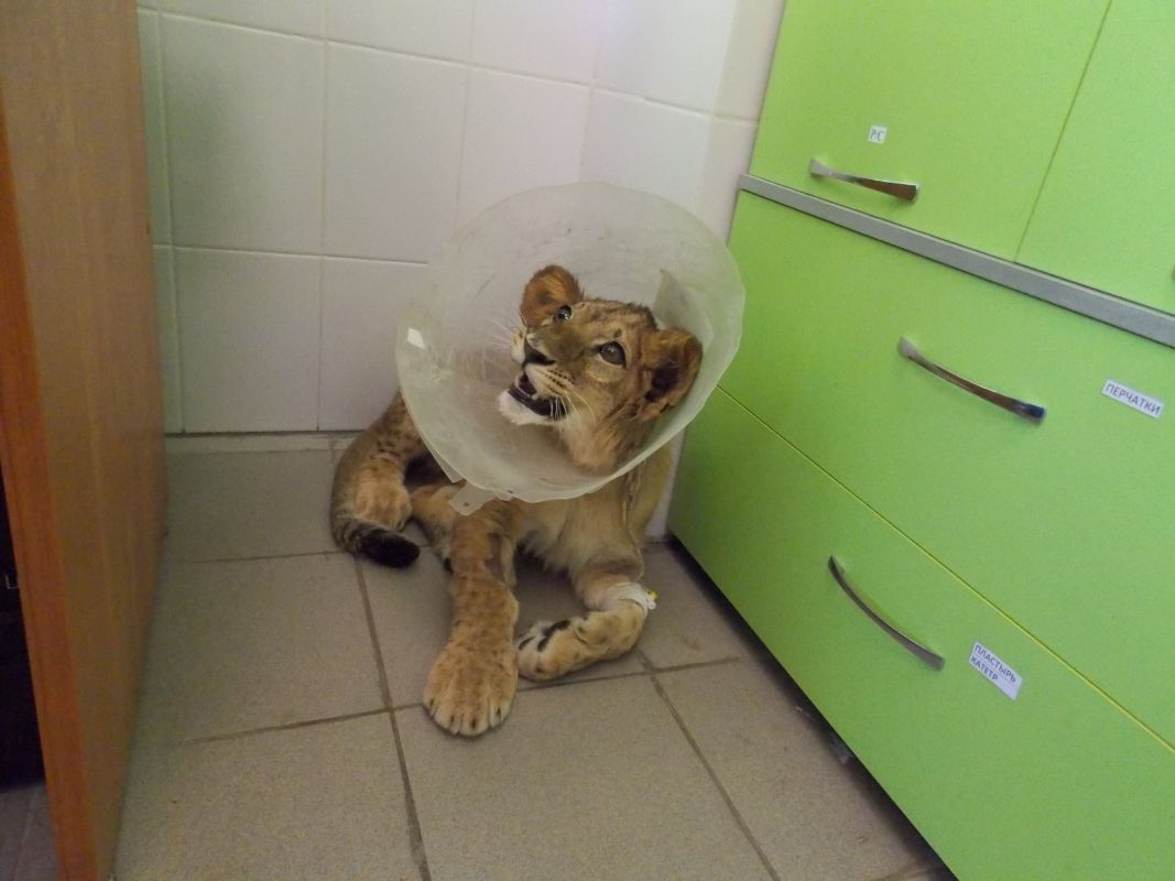 Вылеченному в Воронеже львёнку удалили глаза в Волгограде
