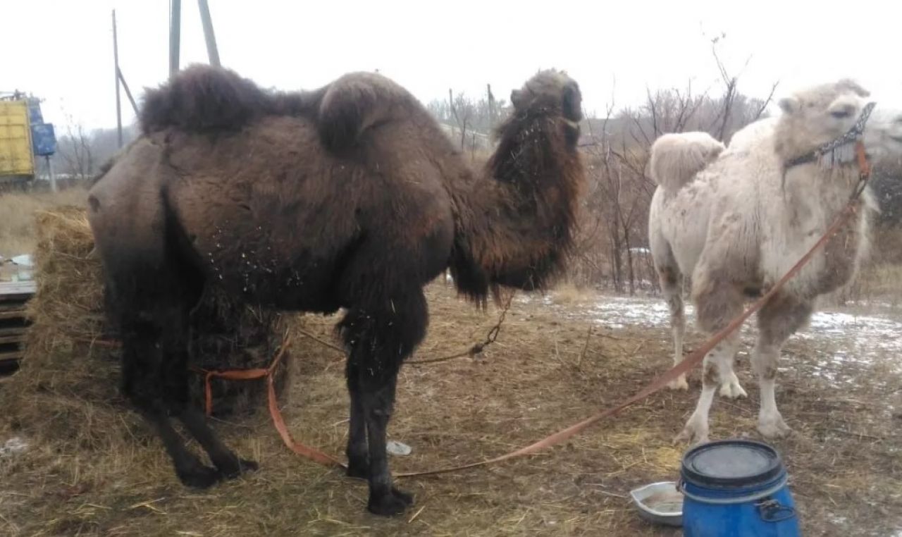 Нижегородцы спасли верблюдиц из воронежского передвижного цирка