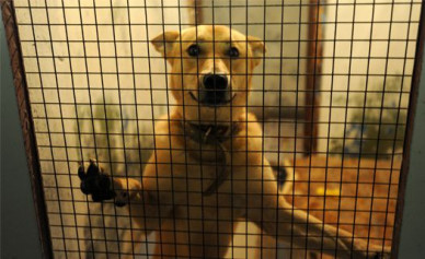 Власти Воронежа ищут проектировщика приюта для собак