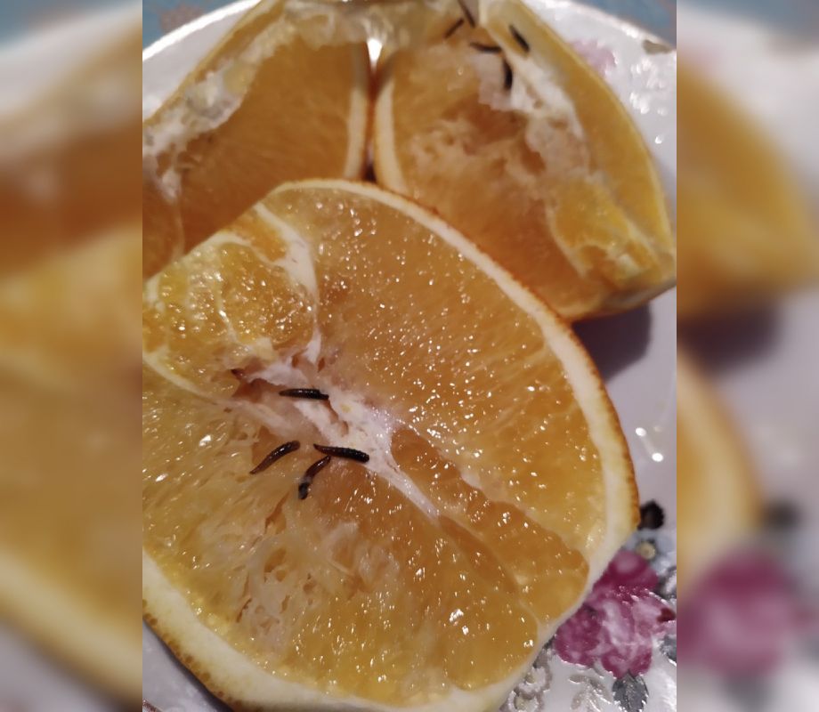 Жительница Воронежской области принесла домой апельсин с червями