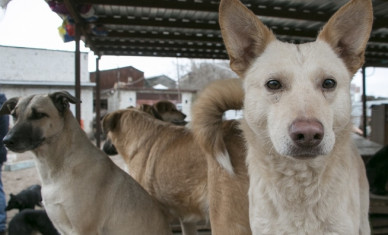 Жительница Воронежа жалуется на соседа, который травит её собак