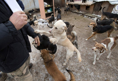 Власти Воронежа прокомментировали ситуацию со сносом приюта для тысячи собак