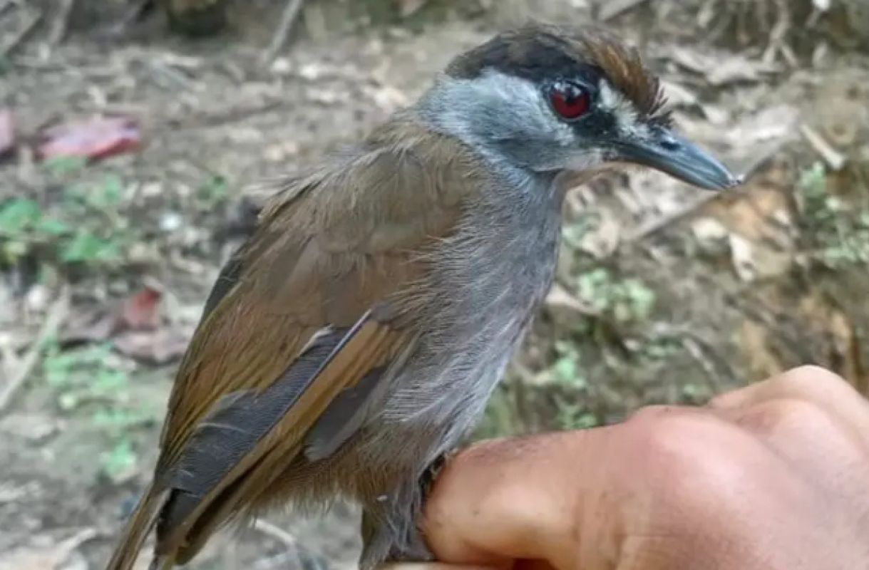 Утренний позитив: Учёные обнаружили редкую птицу впервые за 170 лет