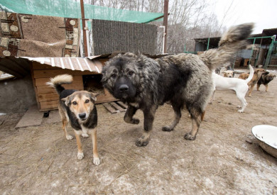Власти рассказали, куда попадают отловленные в Воронеже собаки