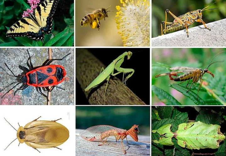 ТЕСТ: Домашнее - не домашнее? Найдите насекомых, живущих в вашем доме