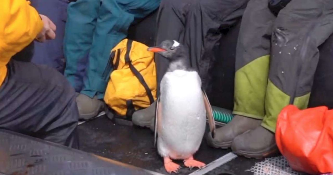 Утренний позитив: Пингвин запрыгнул в лодку к туристам и спасся от косаток