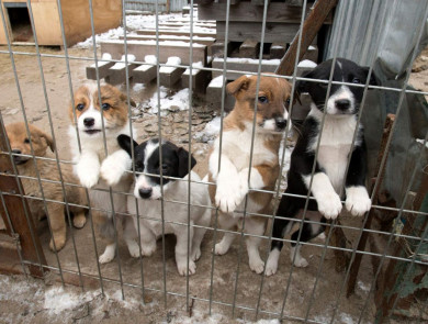 В Воронежской области могут построить 5 приютов для бездомных животных 