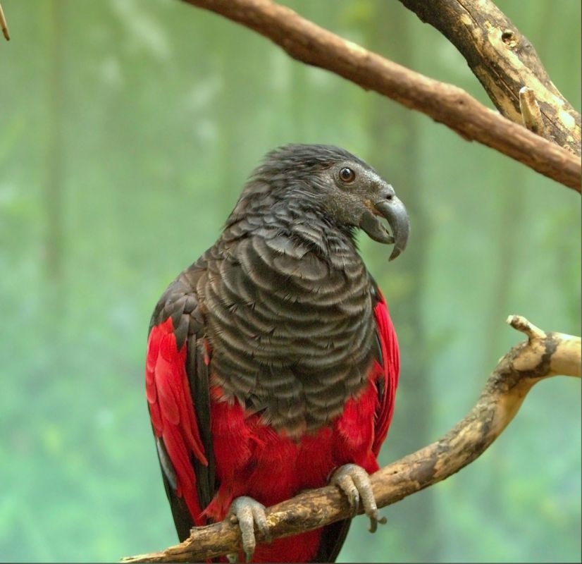 Утренний позитив: В зоопарк Москвы привезли попугаев-дракул