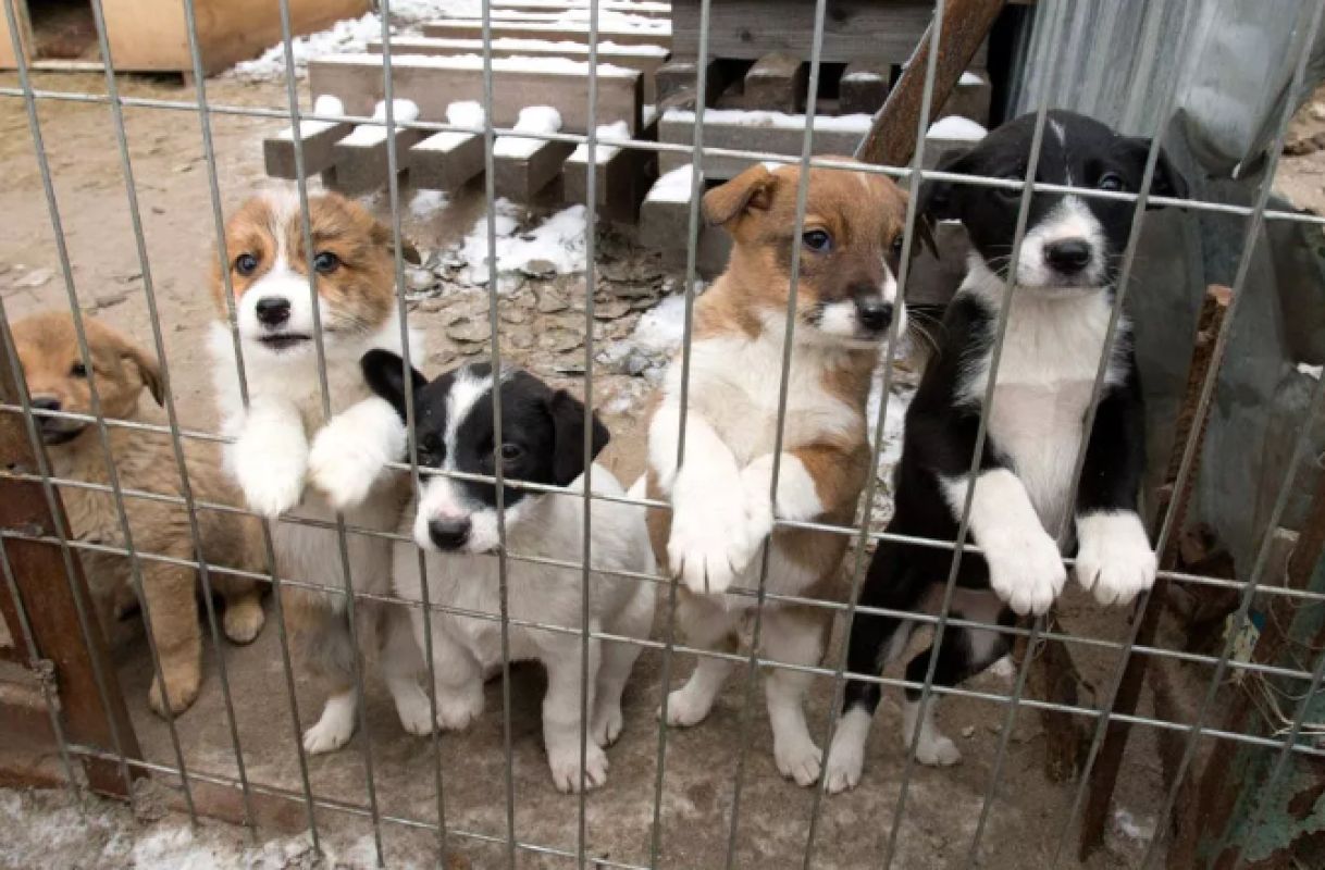 В России могут ввести обязательную стерилизацию домашних животных