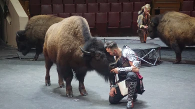 Воронежцам представили единственный в России цирковой номер с бизонами