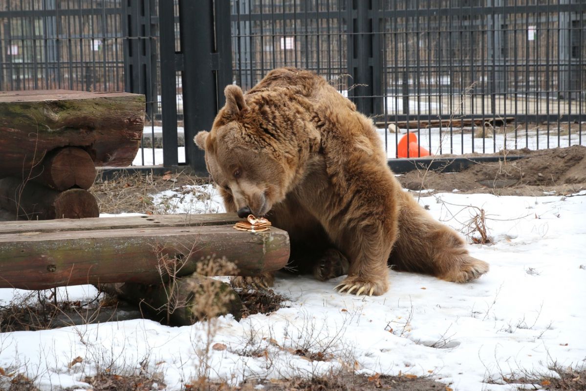 В Воронежском зоопарке медведи вышли из зимней спячки