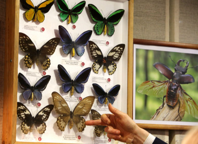 Воронежец объездил полмира, чтобы создать свою уникальную коллекцию бабочек