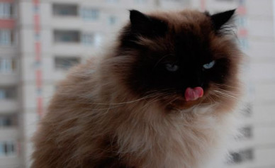 В России зарегистрировали первую в мире вакцину от коронавируса для животных