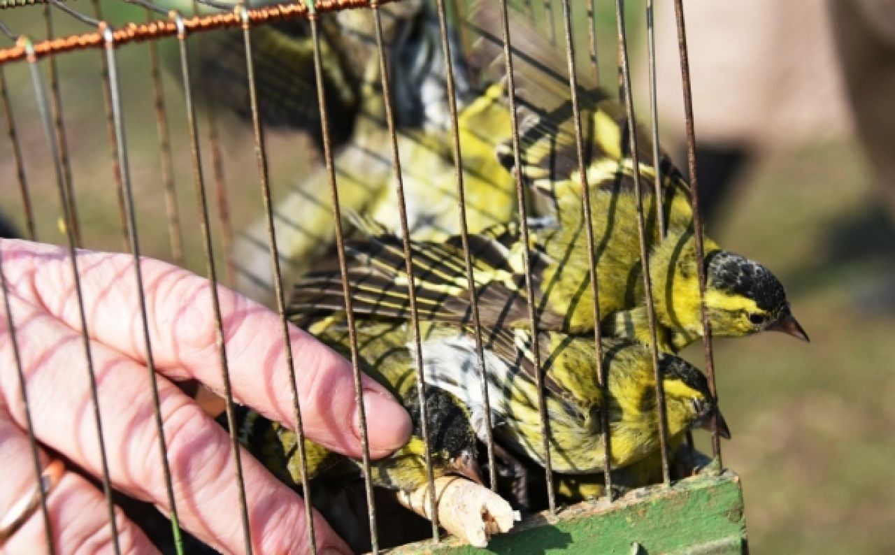 Птицы в клетке у Покровского храма