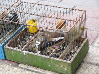 В 2021 году волонтёры собрали в два раза меньше птиц на Благовещенье