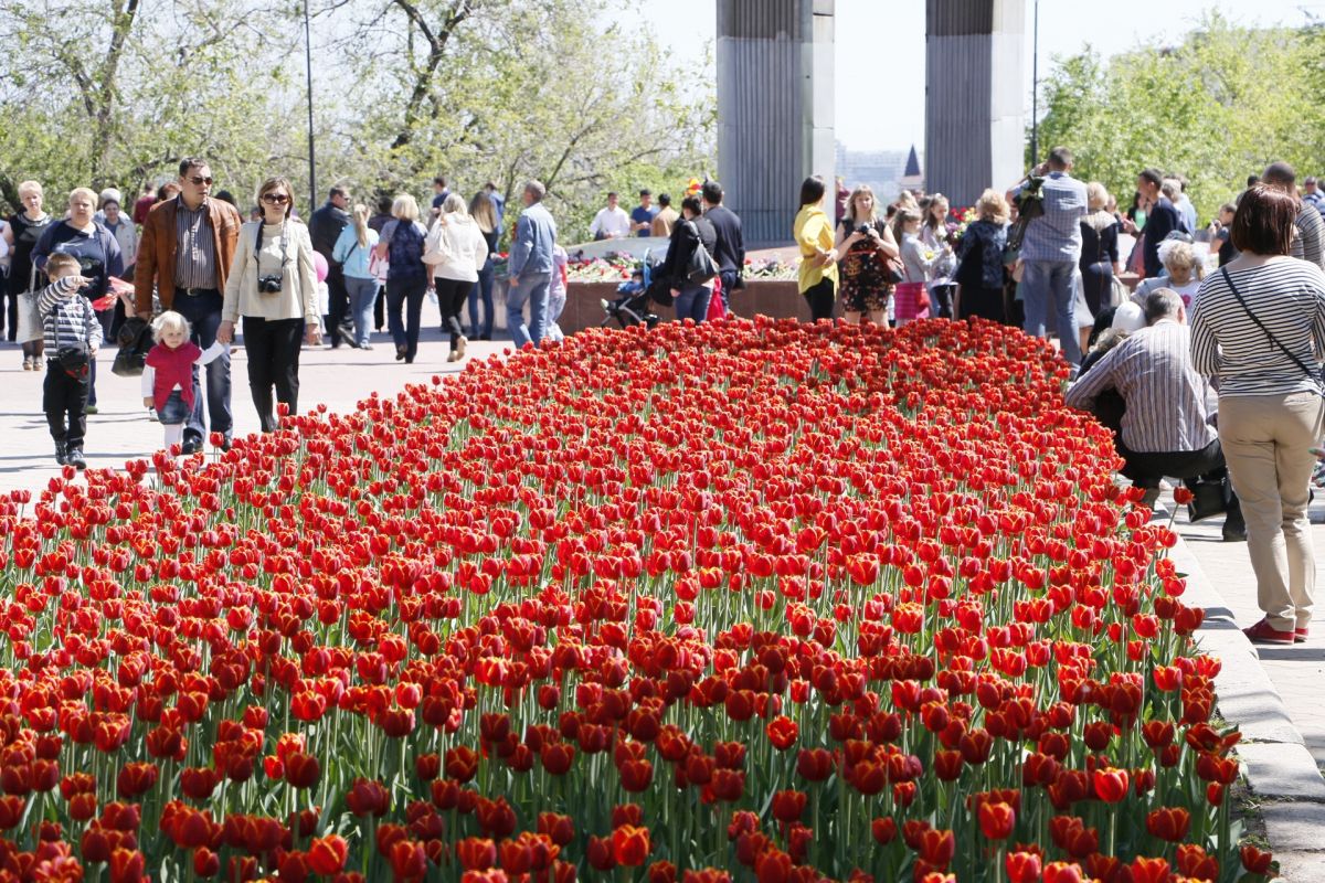 Тюльпаны Цена Воронеж