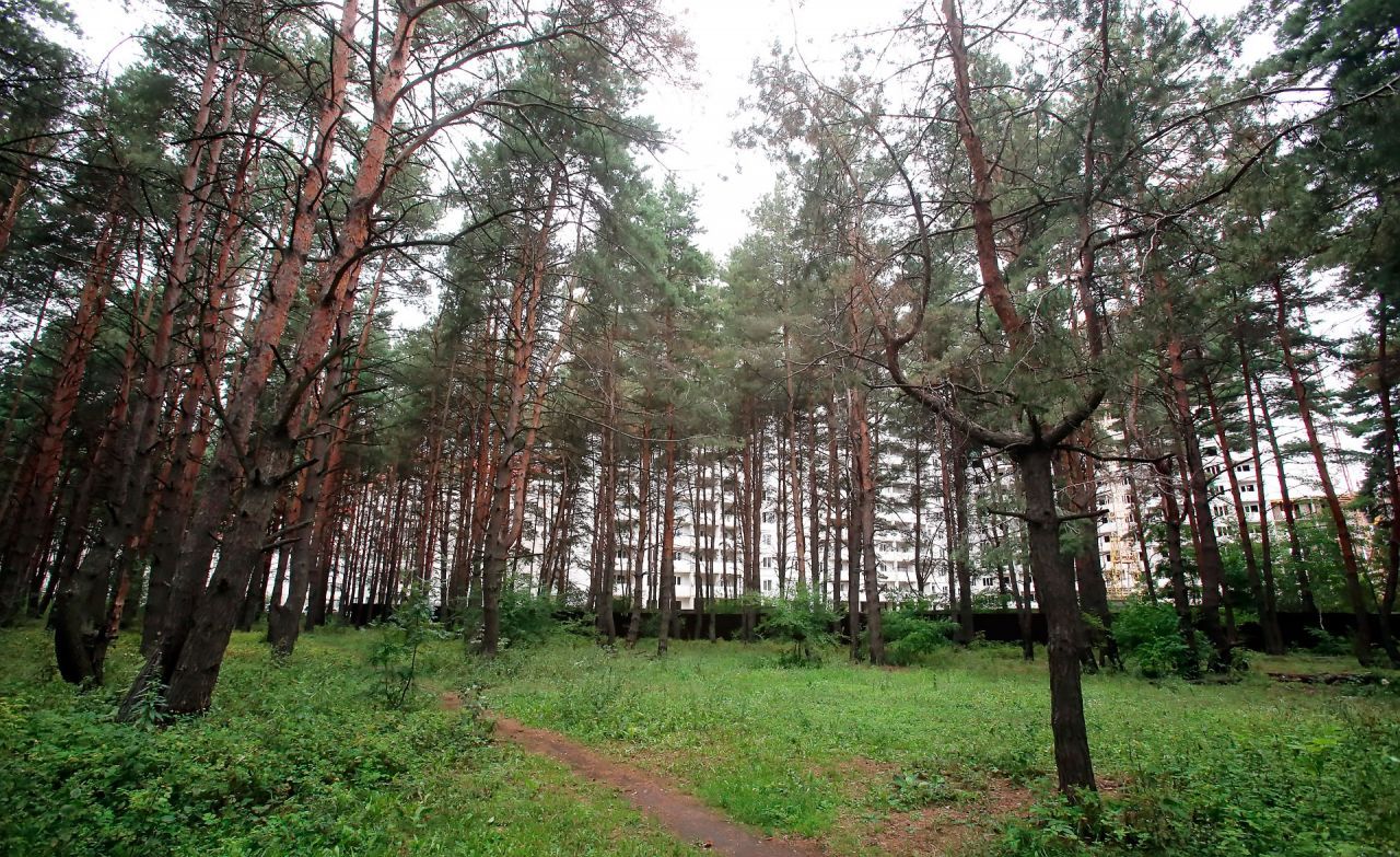 Северный лес в Воронеже станет памятником