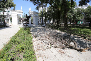 Воронежцы возмутились вырубкой клёнов и лип в парке «Орлёнок»