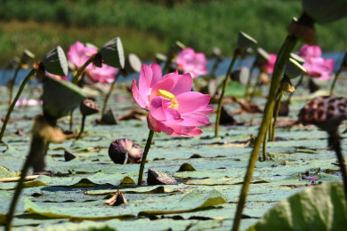 Лотосы на пруду в Воронежской области спасут, даже если пруд полностью осушат
