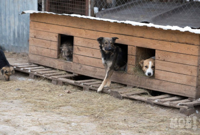 Стало известно, сколько собак сбежало из воронежского приюта «Дора» после сноса забора