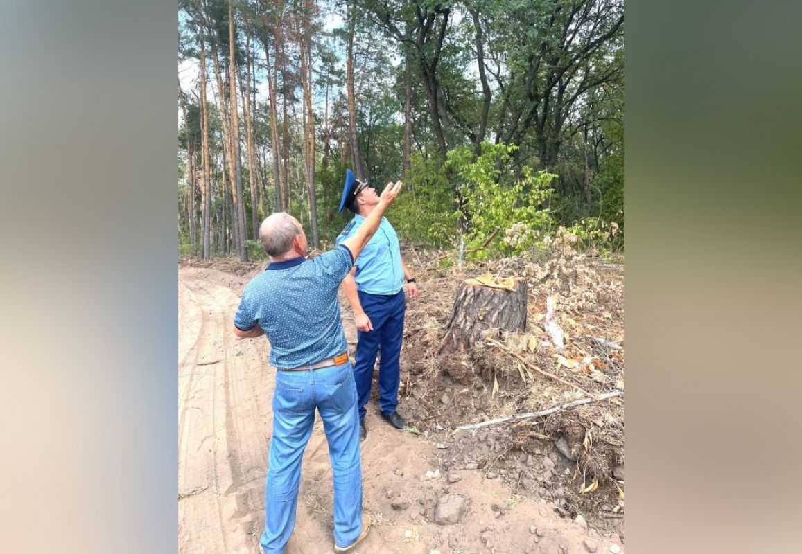Вырубкой деревьев в Воронежской нагорной дубраве заинтересовалась прокуратура&nbsp;