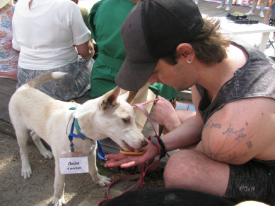 Воронежцам предложили брать собак из приюта, подобно английским аристократам