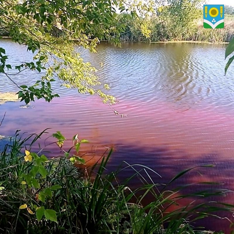 Озеро в Воронежской области окрасилось в розовый цвет