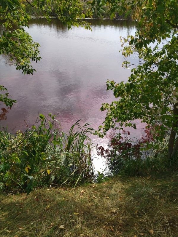 Экологи обследовали «розовое озеро» в Воронежской области&nbsp;