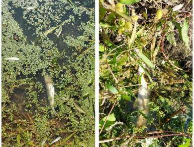  Мёртвую рыбу заметили в реке, впадающей в Дон в Воронежской области