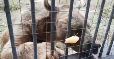  Сотрудники Воронежского зоопарка показали готовящихся к зиме медведей