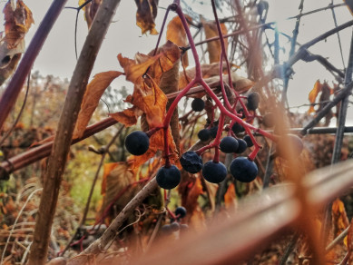 Прогноз погоды в Воронеже на среду, 20 октября