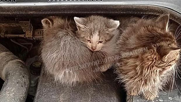 Котенка задавила машина