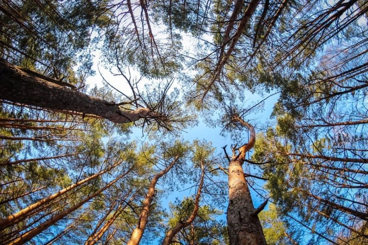 В Воронежской области в 2021 году снизилось число лесных пожаров