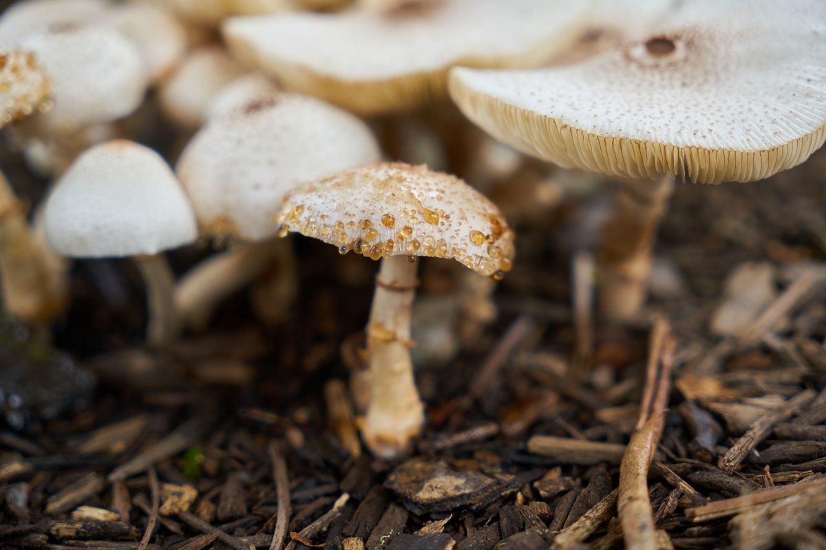 4-летние двойняшки насмерть отравились грибами в&nbsp;Воронежской области