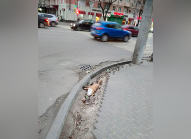  В центре Воронежа обнаружили труп лисы