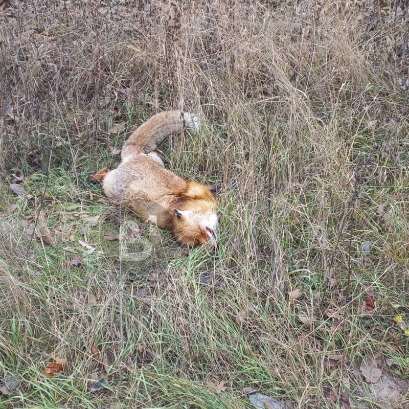 В Воронеже вновь обнаружили мёртвую лису
