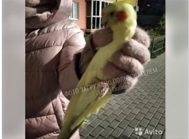  В Воронеже ищут хозяина улетевшего из дома попугая